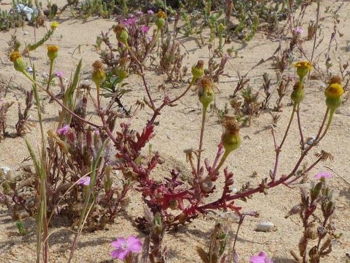 Senecio gallicus