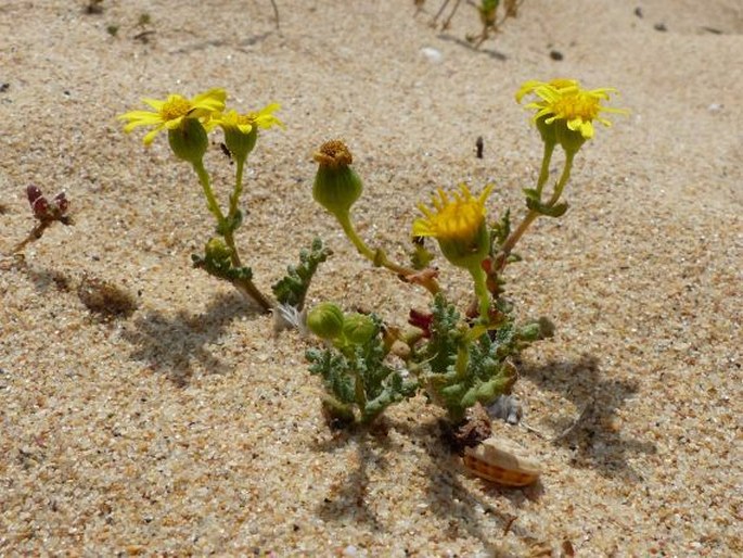 Senecio gallicus