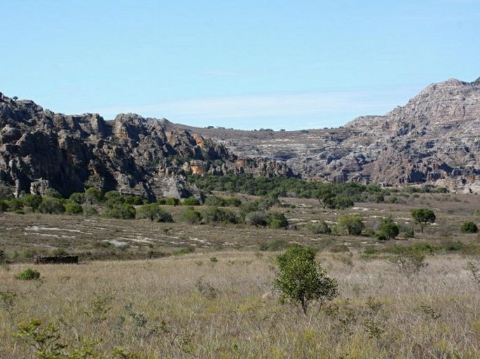 Secamone tenuifolia