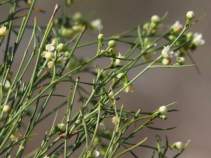 Secamone tenuifolia