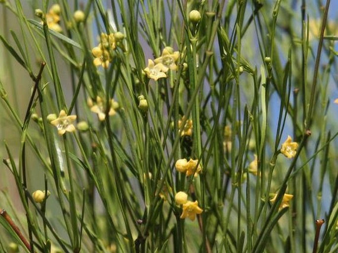 Secamone tenuifolia