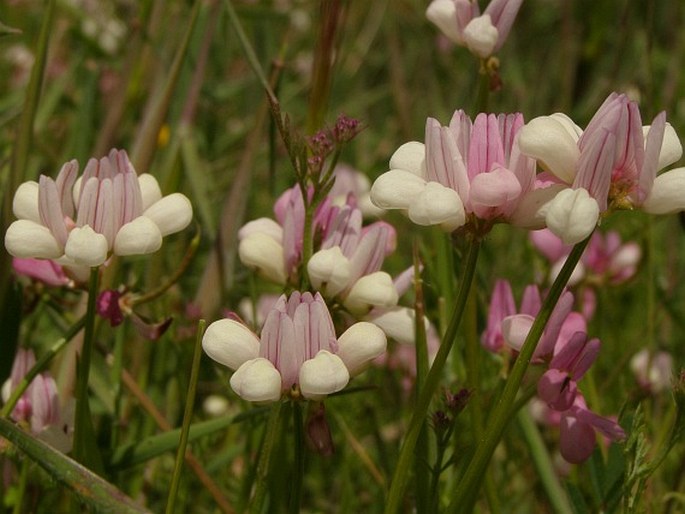 Securigera parviflora