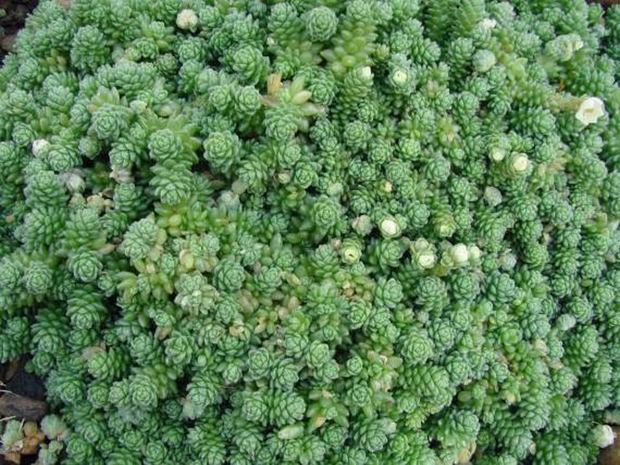 Sedum compactum