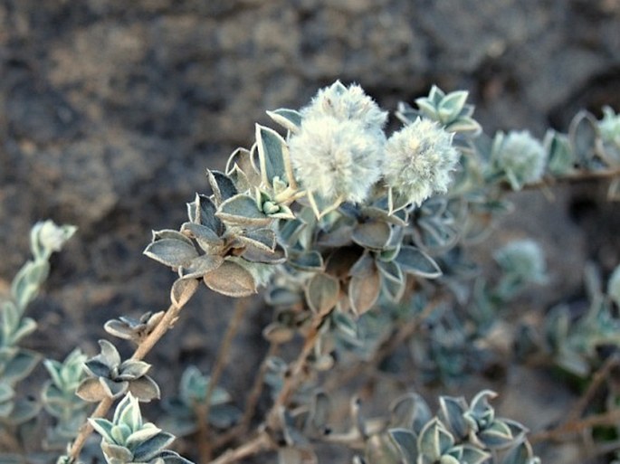 Seddera glomerata subsp. dhofarensis