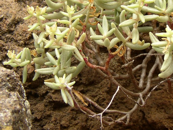 Sedum fusiforme