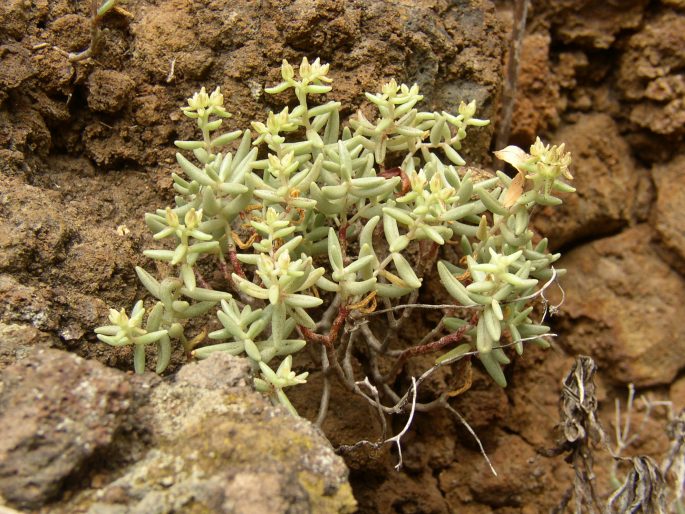 Sedum fusiforme