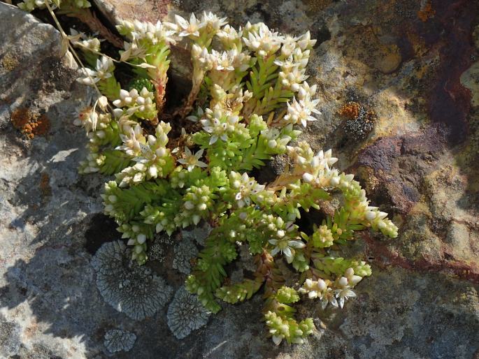 Sedum gracile