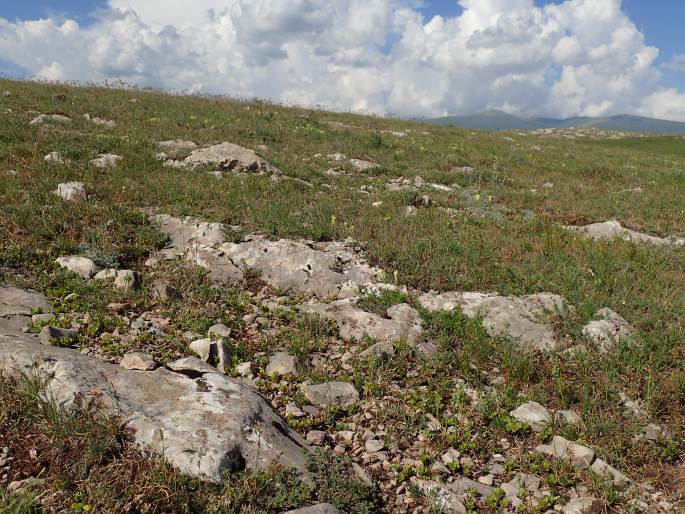 Sedum gracile