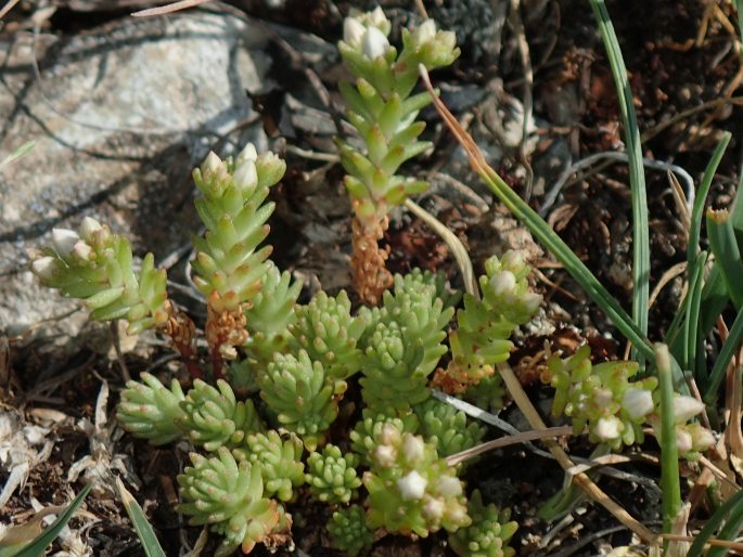 Sedum gracile