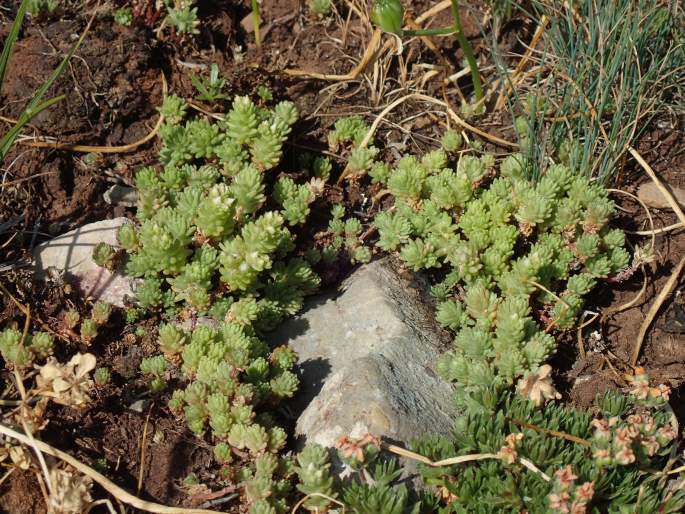 Sedum gracile