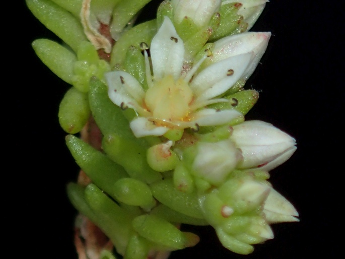 Sedum gracile