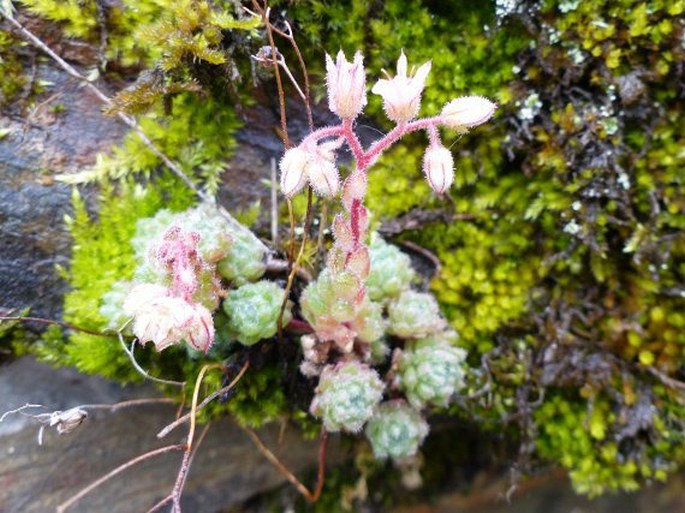 Sedum hirsutum