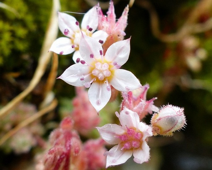 Sedum hirsutum