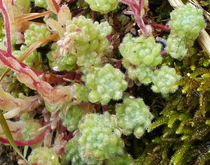 Sedum hirsutum