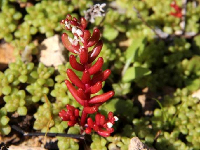 SEDUM MICROCARPUM (Sm.) Schönland – rozchodník