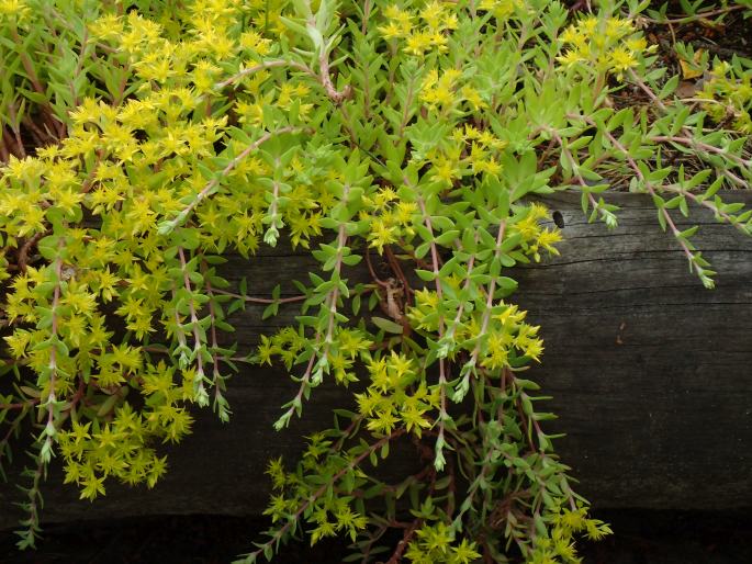 Sedum sarmentosum