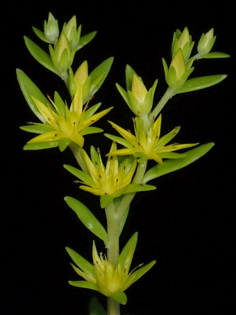 Sedum sarmentosum