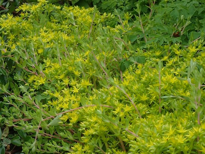 Sedum sarmentosum