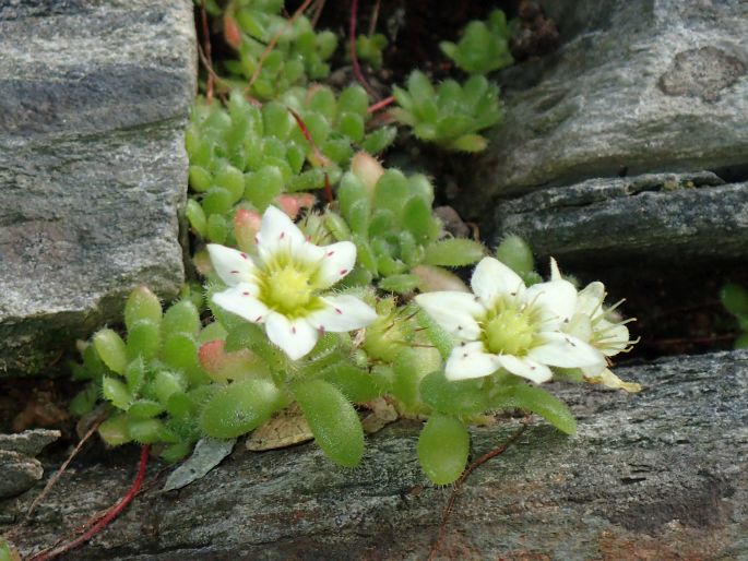 Sedum sedoides