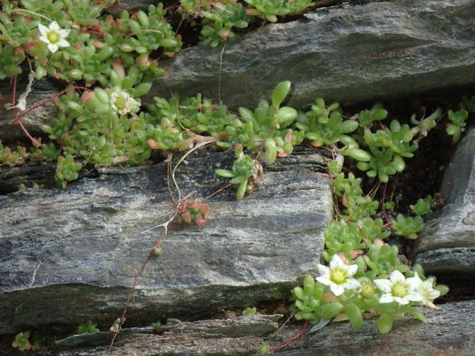 Sedum sedoides