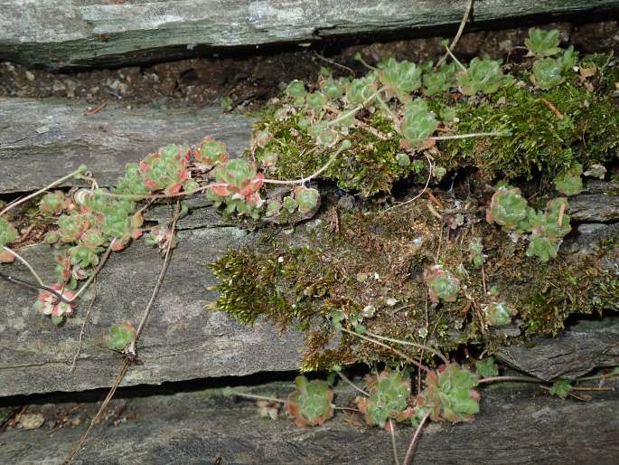 Sedum sedoides