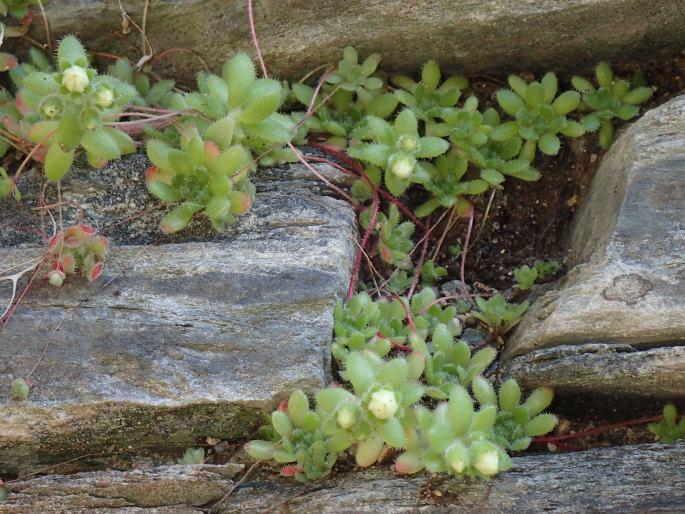 Sedum sedoides