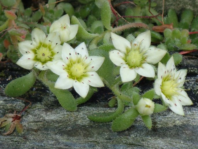 Sedum sedoides