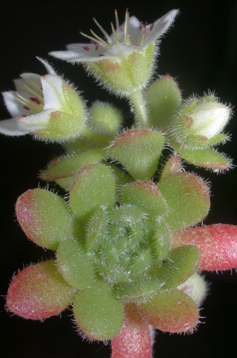 Sedum sedoides