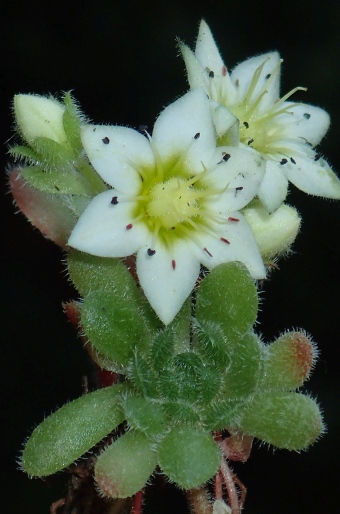 Sedum sedoides