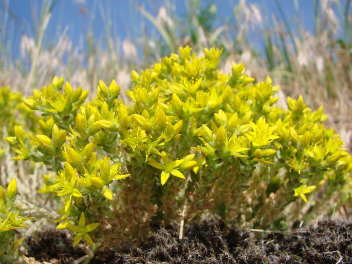 Sedum acre