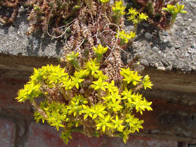 Sedum acre