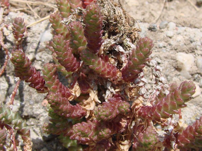 Sedum acre