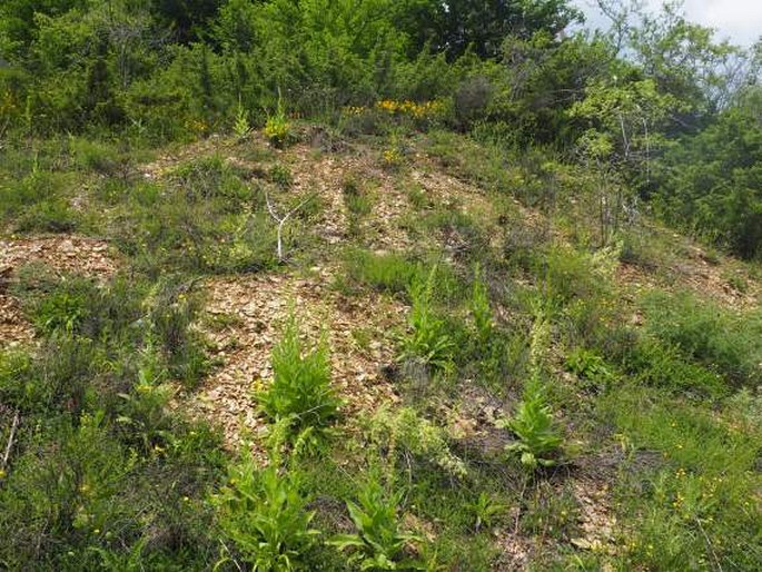 Sedum amplexicaule