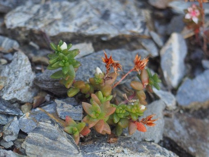 SEDUM ANGLICUM Huds. - rozchodník