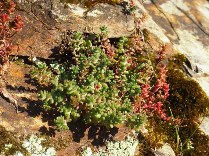 Sedum anglicum