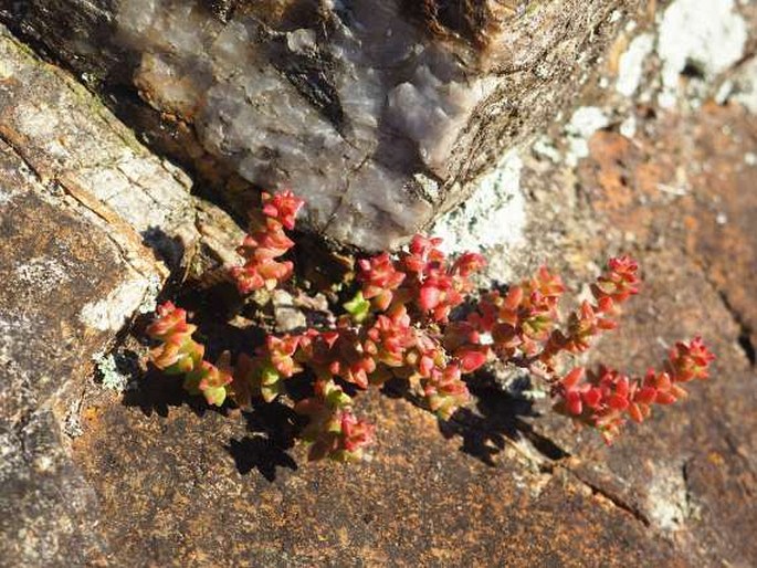 Sedum anglicum