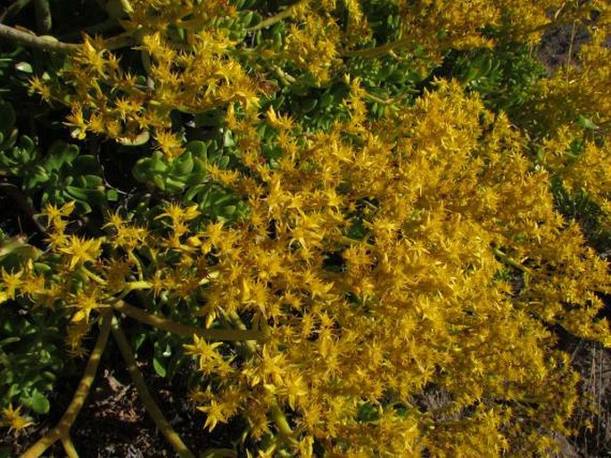 Sedum dendroideum