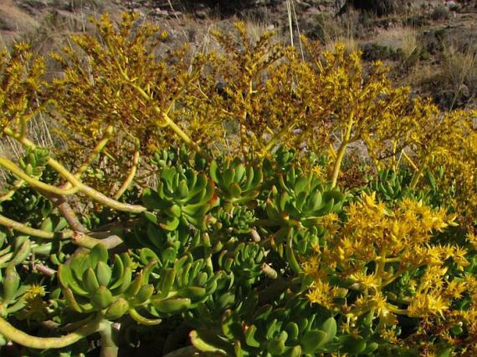 Sedum dendroideum