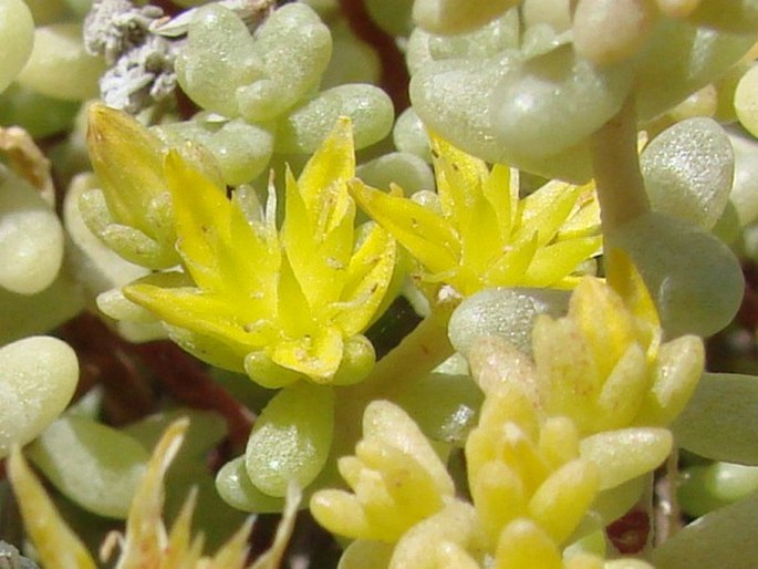 Sedum lancerottense