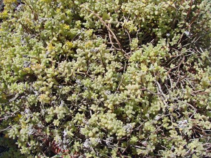 Sedum lancerottense