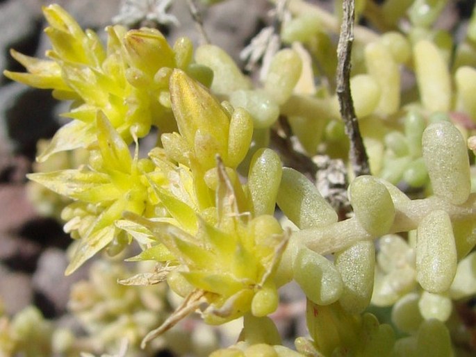 Sedum lancerottense