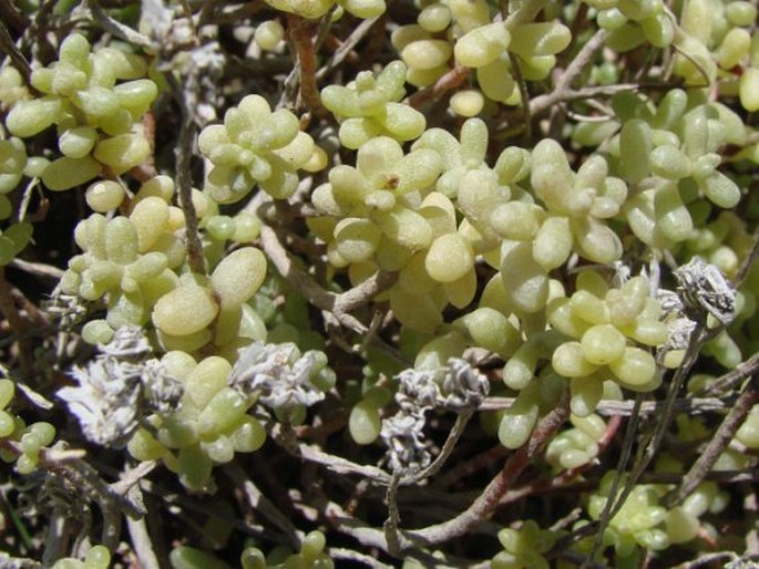 Sedum lancerottense