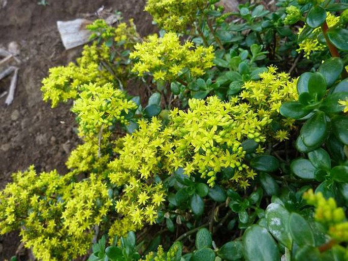 SEDUM PRAEALTUM A. DC. – rozchodník