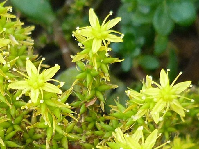 Sedum praealtum