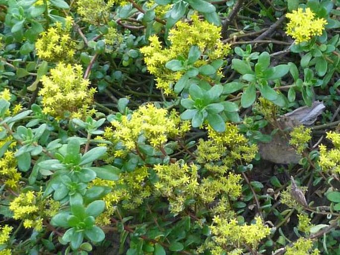 Sedum praealtum