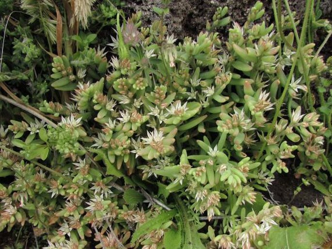 Sedum rubens