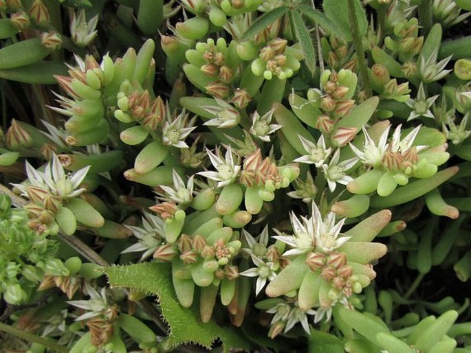 Sedum rubens