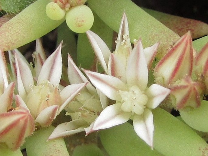 Sedum rubens