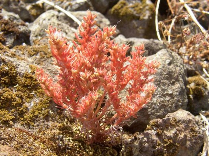 Sedum rubens