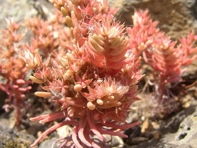 Sedum rubens